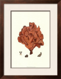 Red Coral IV