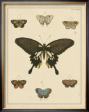 Buy Heirloom Butterflies I at AllPosters.com