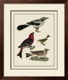 Buy Bird Family II at AllPosters.com