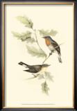 Red-Breasted Fly-Catcher
