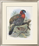 Buy Native Pheasant I at AllPosters.com