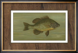 Buy Common Sunfish at AllPosters.com