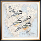 Black Capped Chickadee