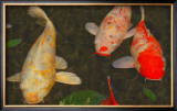 Buy Green Rock Japanese Koi I at AllPosters.com