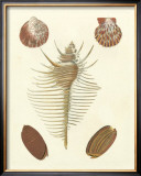 Buy Knorr Shells I at AllPosters.com