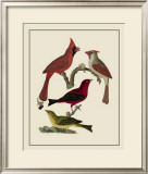 Buy Bird Family IV at AllPosters.com