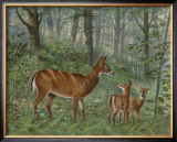 Deer Family I