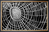 Buy Spider Web Sparkle at AllPosters.com