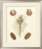 Buy Knorr Shells I at AllPosters.com