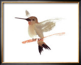 Buy Hummingbird at AllPosters.com