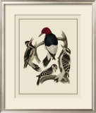 Buy Bird Family III at AllPosters.com