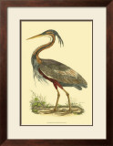 Buy Purple Heron at AllPosters.com