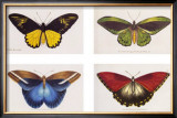 Rain Forest Butterflies