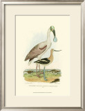 Roseate Spoonbill