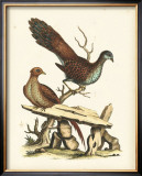Regal Pheasants I