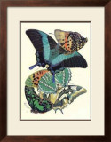 Buy Butterflies III at AllPosters.com