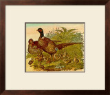 Buy Faisanes at AllPosters.com