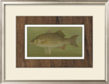 Buy White or Silver Bass at AllPosters.com