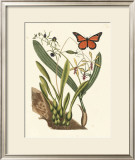 Buy Butterfly and Botanical IV at AllPosters.com