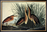 Least Bittern