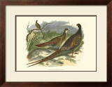 Semmering Pheasant