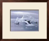 Buy Orcas in Northern Waters at AllPosters.com