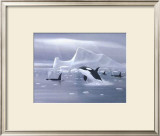Buy Orcas in Northern Waters at AllPosters.com