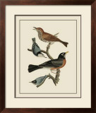 Buy Bird Family I at AllPosters.com