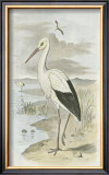 White Stork