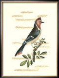 Buy Traditional Shaw Bird I at AllPosters.com