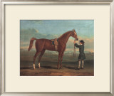 Racehorse Shakespeare