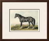 Buy Cassell's Horse II at AllPosters.com
