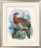 Buy Native Pheasant II at AllPosters.com