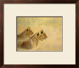 Buy Panthera Leo at AllPosters.com