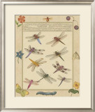 Dragonfly Manuscript III