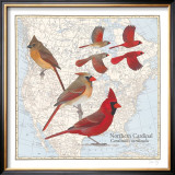 Northern Cardinal