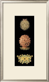 Kaleidoscope Anemone IV