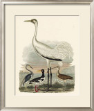Buy Heron Family III at AllPosters.com