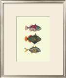 Buy Tropical Fish at AllPosters.com