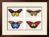 Rain Forest Butterflies