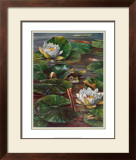 Frog in Lily Pond