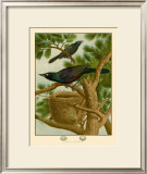 Purple Grackle