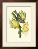 Buy Exotic Birds VII at AllPosters.com