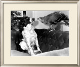 Jagger and His Friend Bow