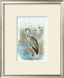 Common Heron