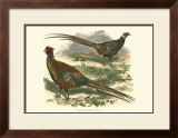 Bohemian Pheasant