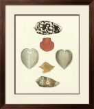 Buy Knorr Shells III at AllPosters.com