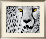 White Cheetah