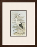 White Stork