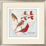 Northern Cardinal